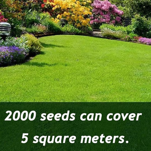 🔥⏰Last Day Promotion - 🌱 Evergreen dwarf grass seed for four seasons🌾 | Create your perfect lawn here🌼