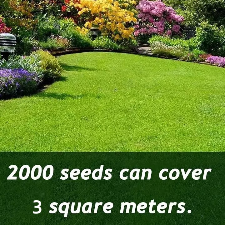 🔥⏰Last Day Promotion - 🌱 Evergreen dwarf grass seed for four seasons🌾 | Create your perfect lawn here🌼