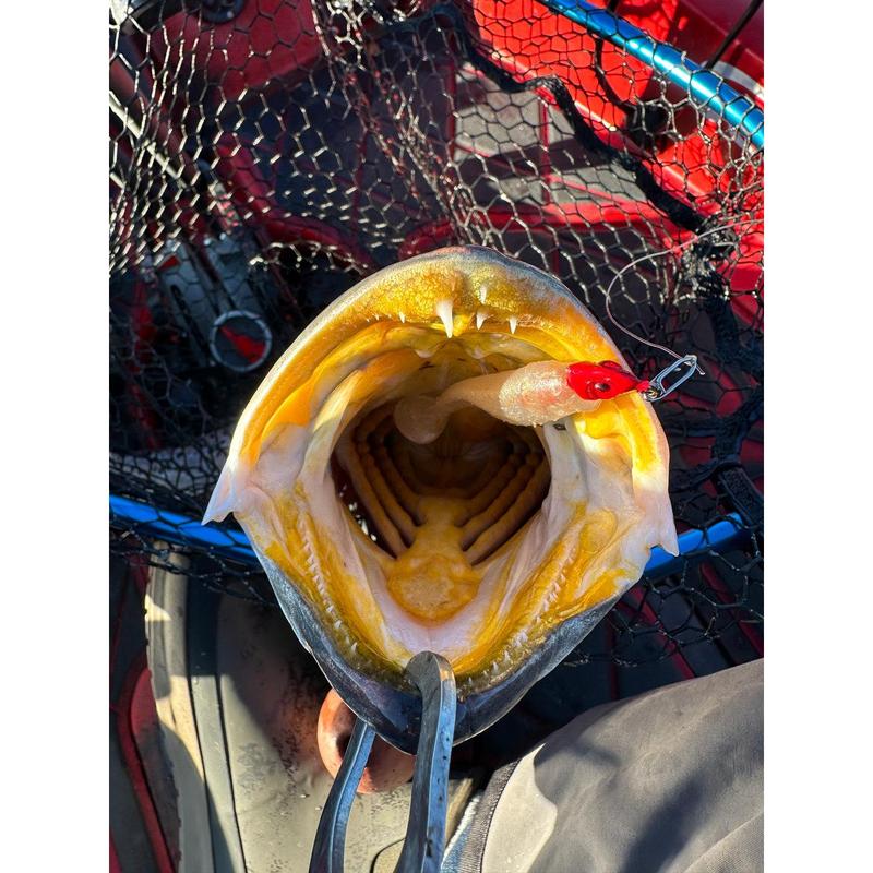 🔥Topwater Co Speed Clips